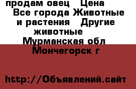  продам овец › Цена ­ 100 - Все города Животные и растения » Другие животные   . Мурманская обл.,Мончегорск г.